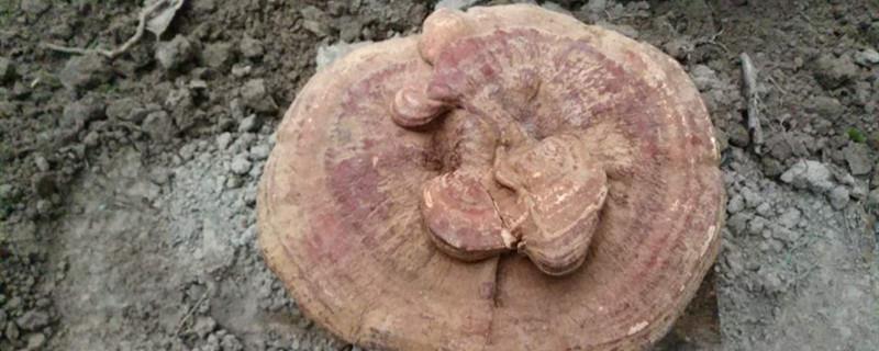 Ganoderma lucidum planting technology, what soil should be used for cultivation