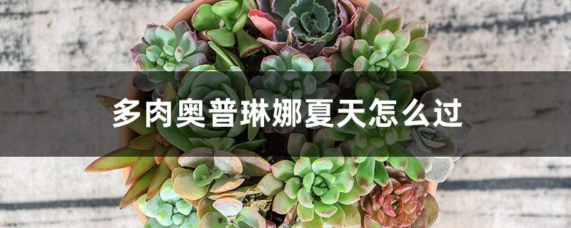 How to spend the summer with Succulent Oplina