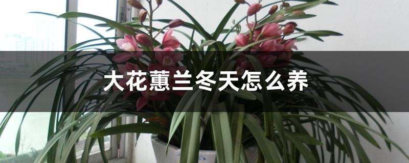 How to raise Cymbidium in winter and how to raise it during flowering period