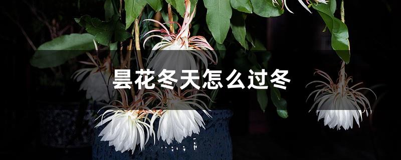 How to survive the winter of epiphyllum, and whether to water it in the morning or at night