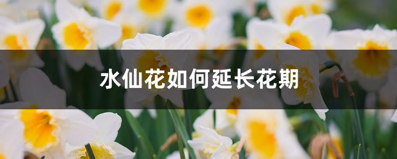 How to extend the flowering period of narcissus, when will narcissus bloom