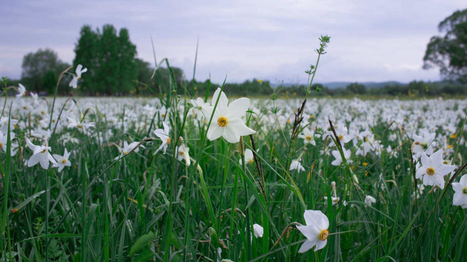 Narcissus