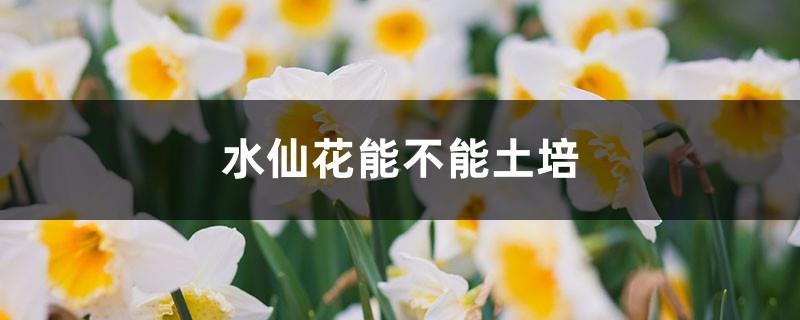 Can narcissus be cultivated in soil, how to cultivate narcissus in soil