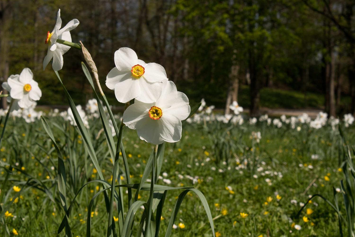 Narcissus