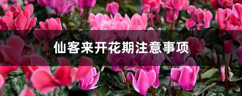 Things to note during the flowering period of Cyclamen, what to do if the leaves turn yellow when blooming