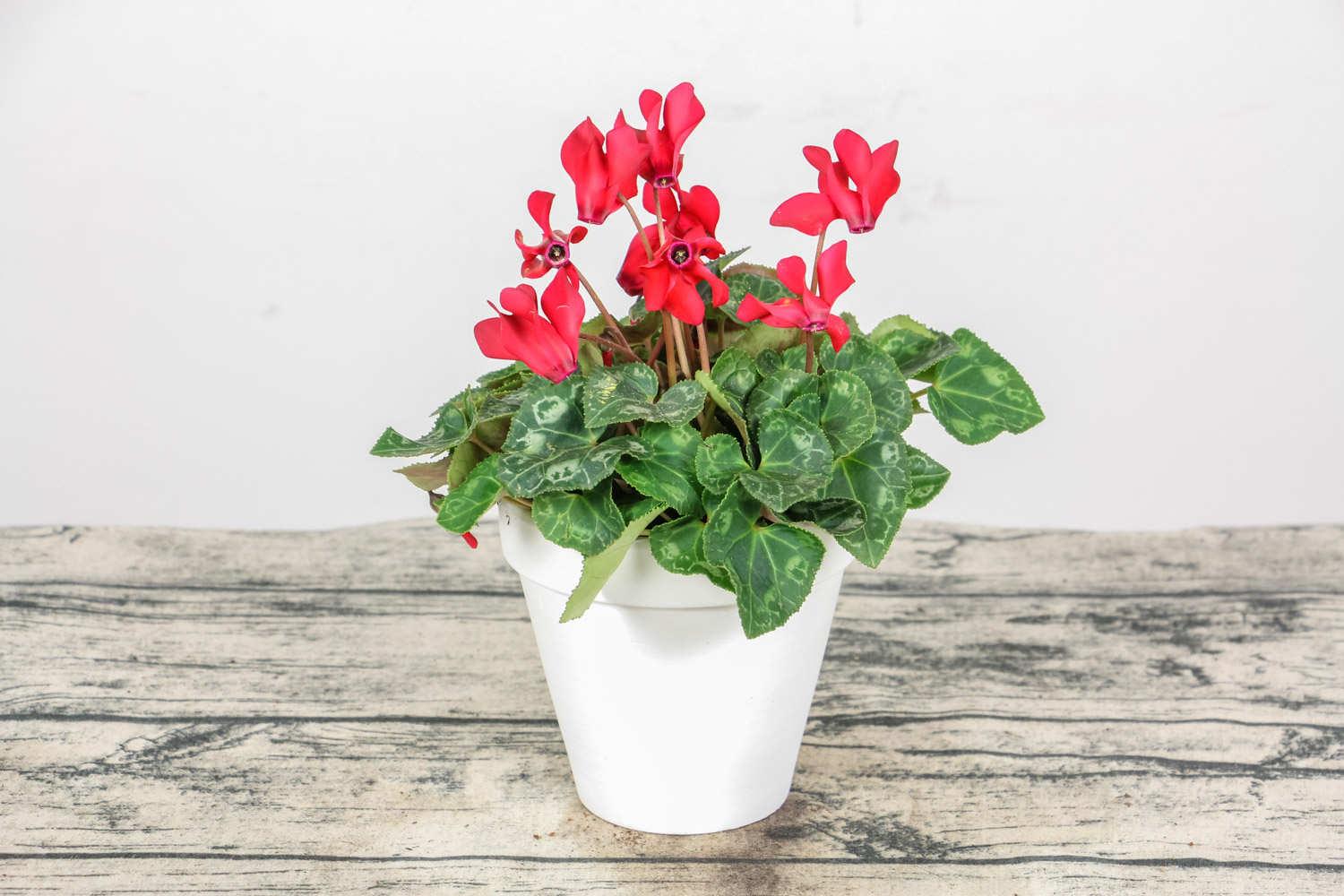 Cyclamen