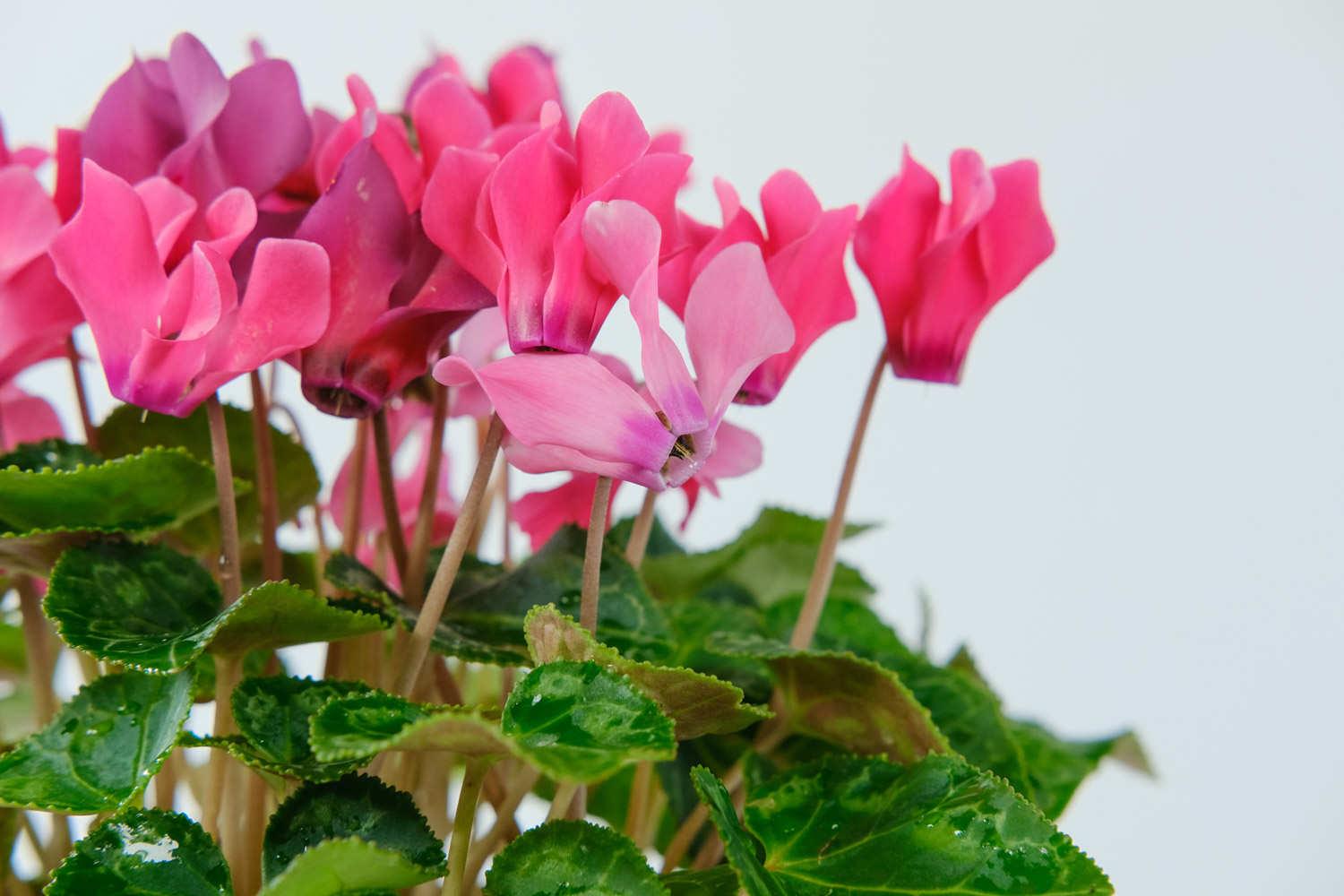 Cyclamen