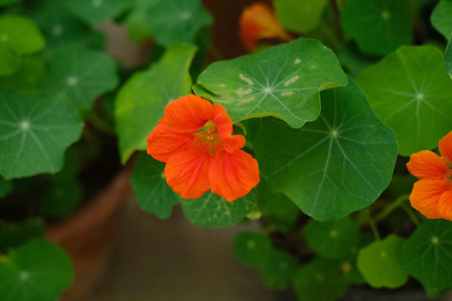 Nasturtium