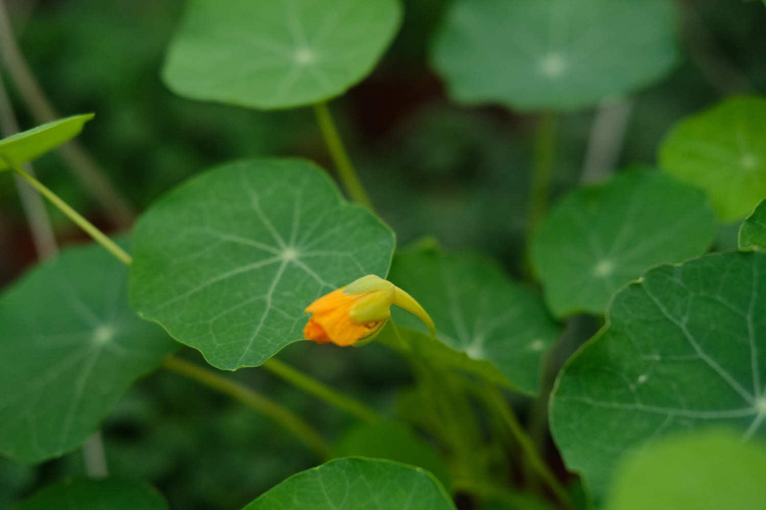 Nasturtium