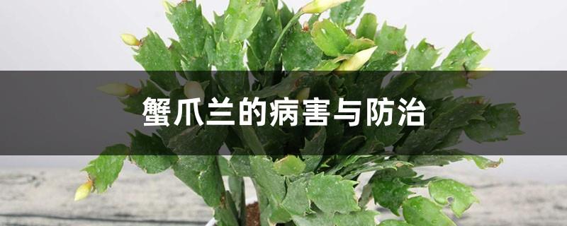 Diseases and prevention of crab claw orchid, common disease treatment