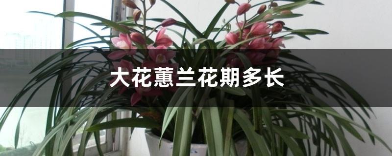 How long is the flowering period of Cymbidium orchids and how to maintain them during the flowering period