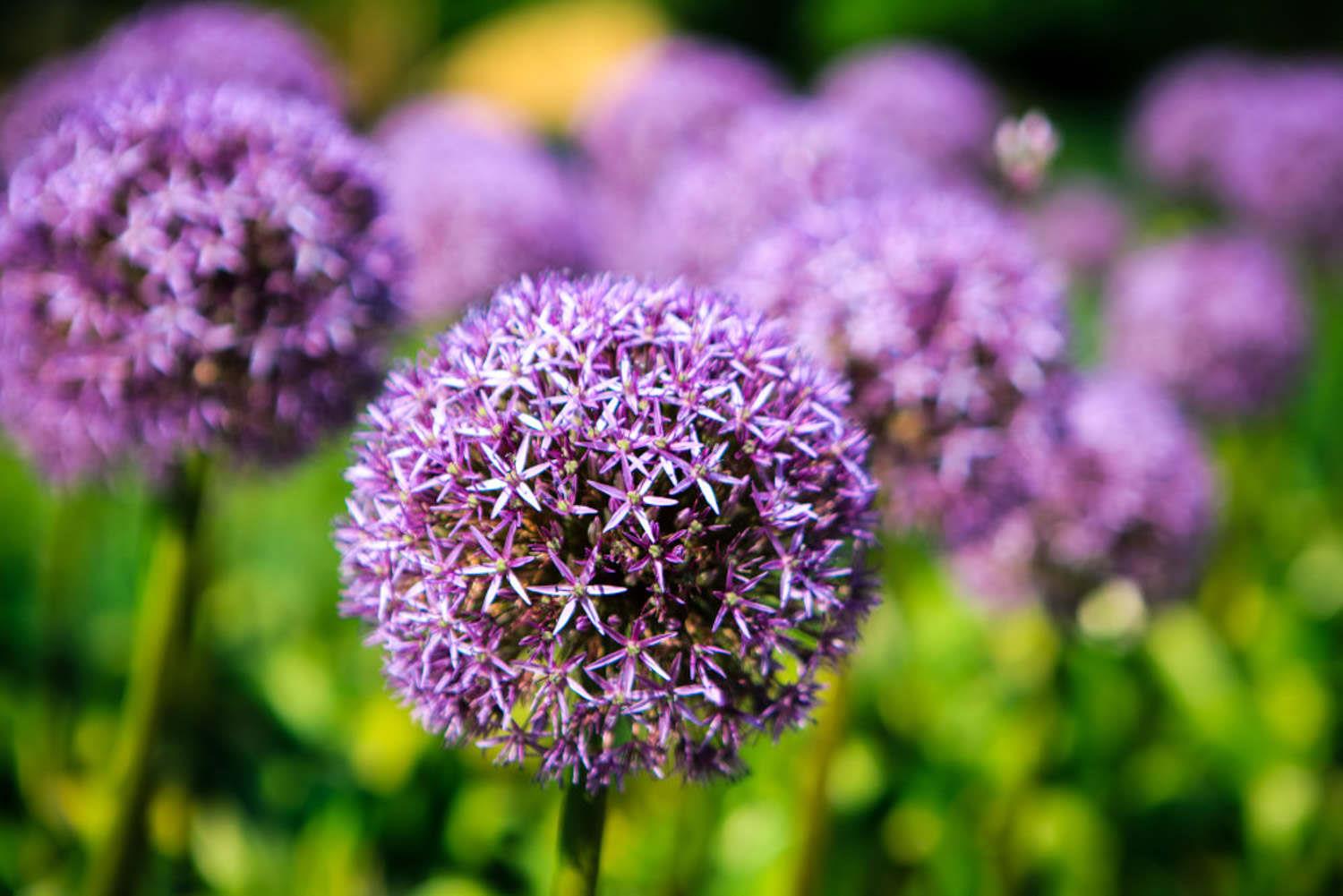 Big Flower Onion