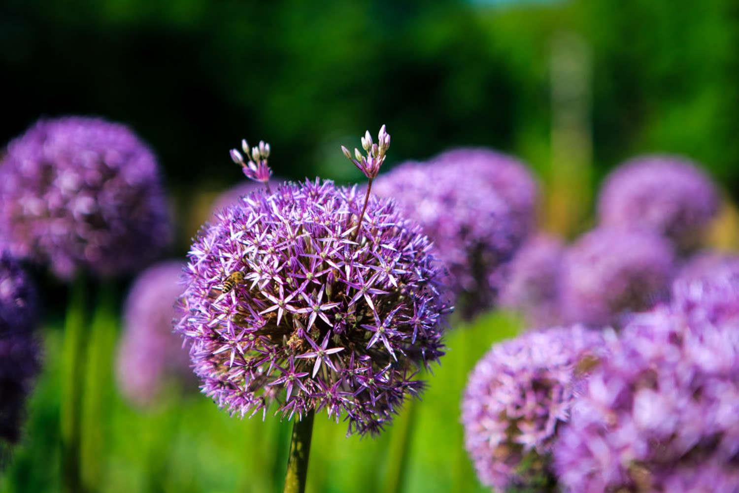 Big Flower Onion