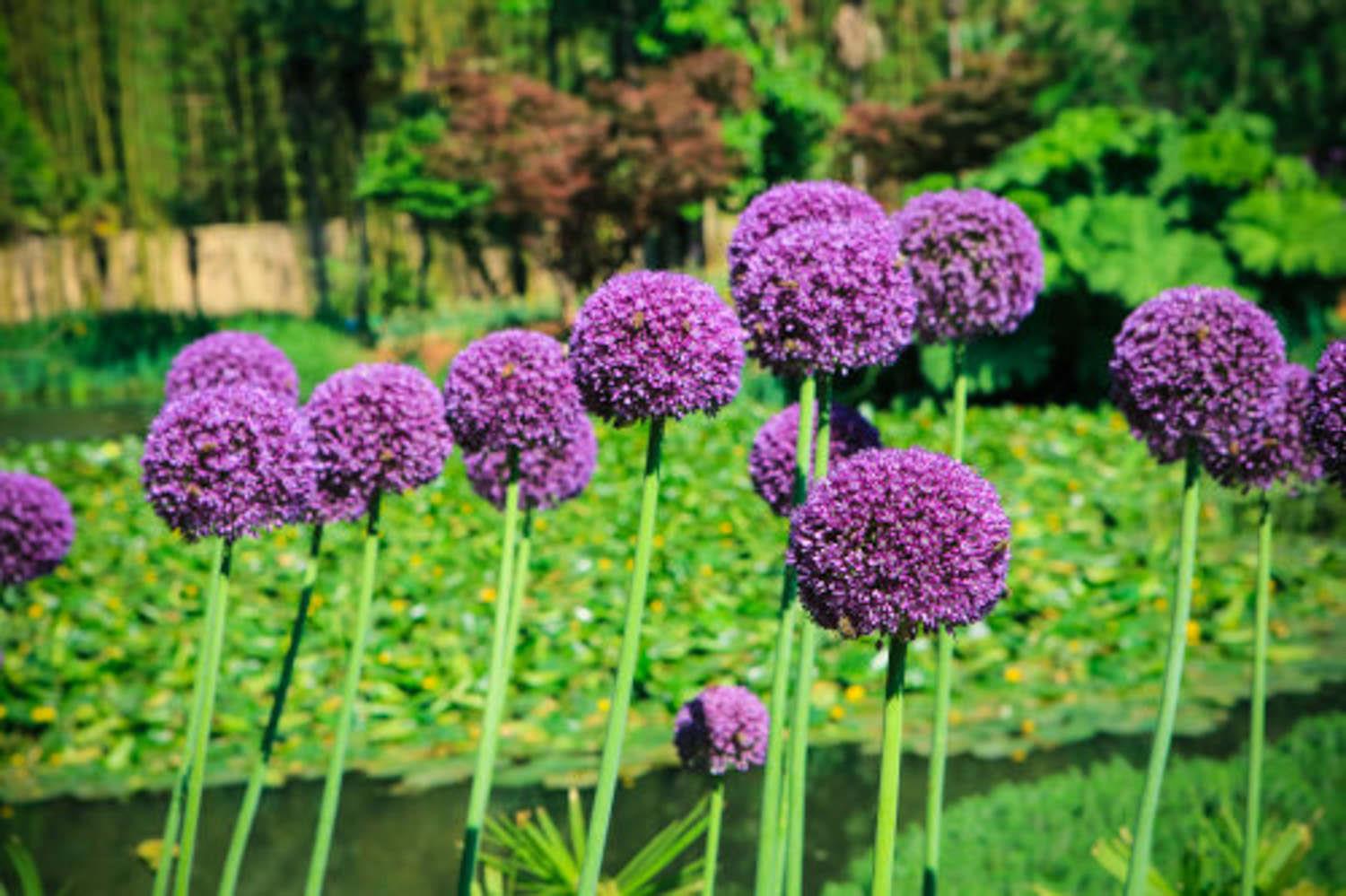 Big Flower Onion