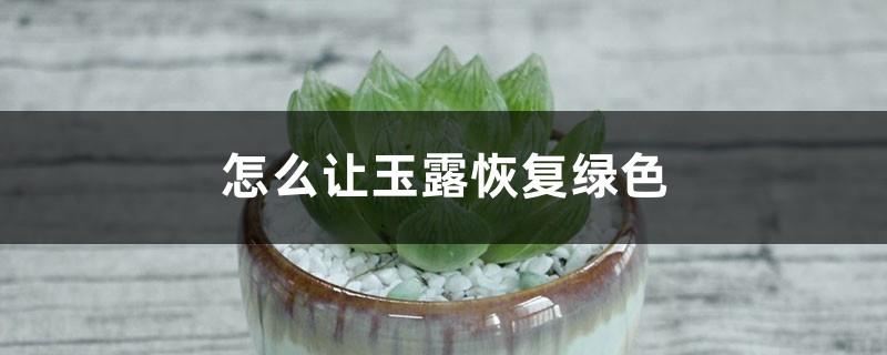 How to make jade dew green again, what to do if it turns black and shriveled