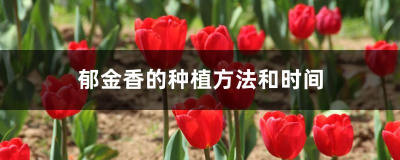 How and when to plant tulips, tulip pictures