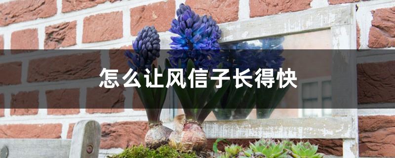 How to make hyacinth grow fast and what to do if it grows too tall