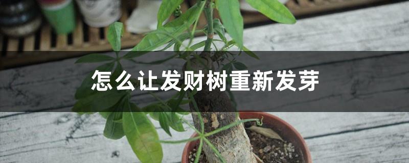 How to make the money tree sprout again, and how to cultivate it after germination