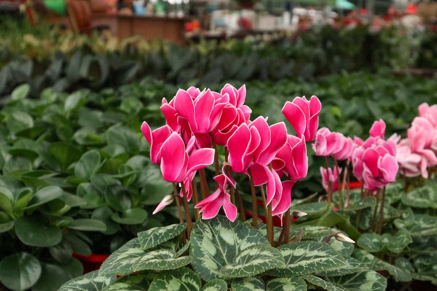 Cyclamen