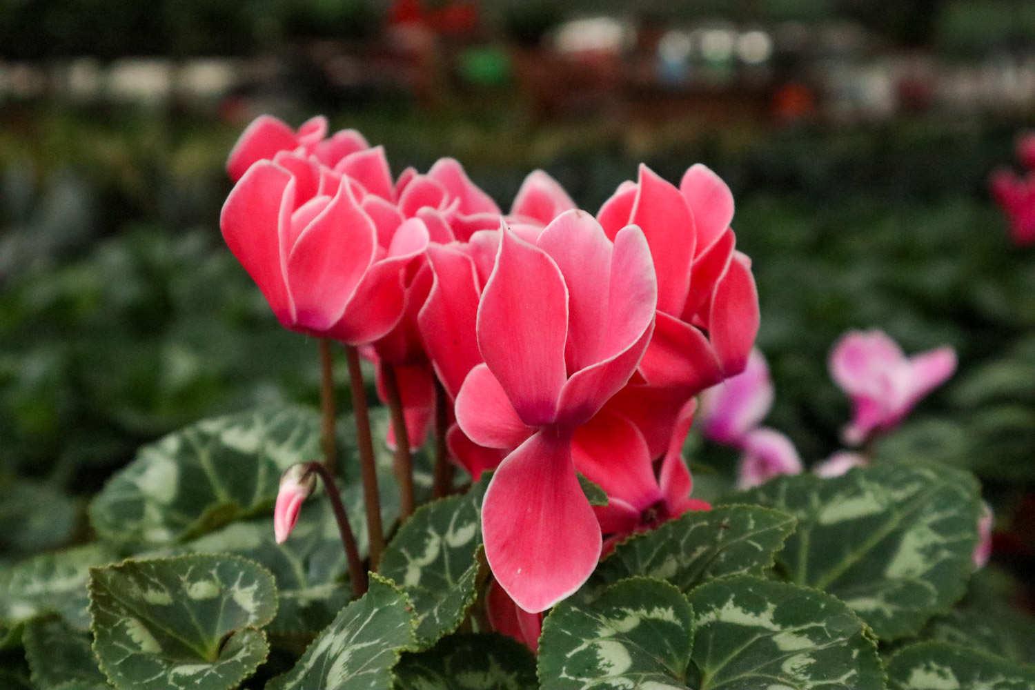 Cyclamen