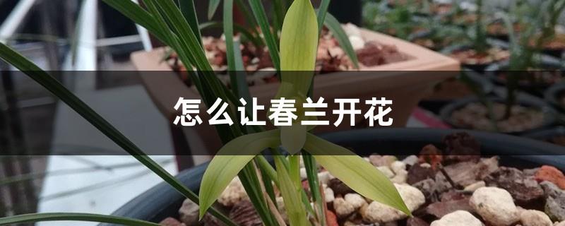 How to make spring orchid bloom, how many years can it bloom