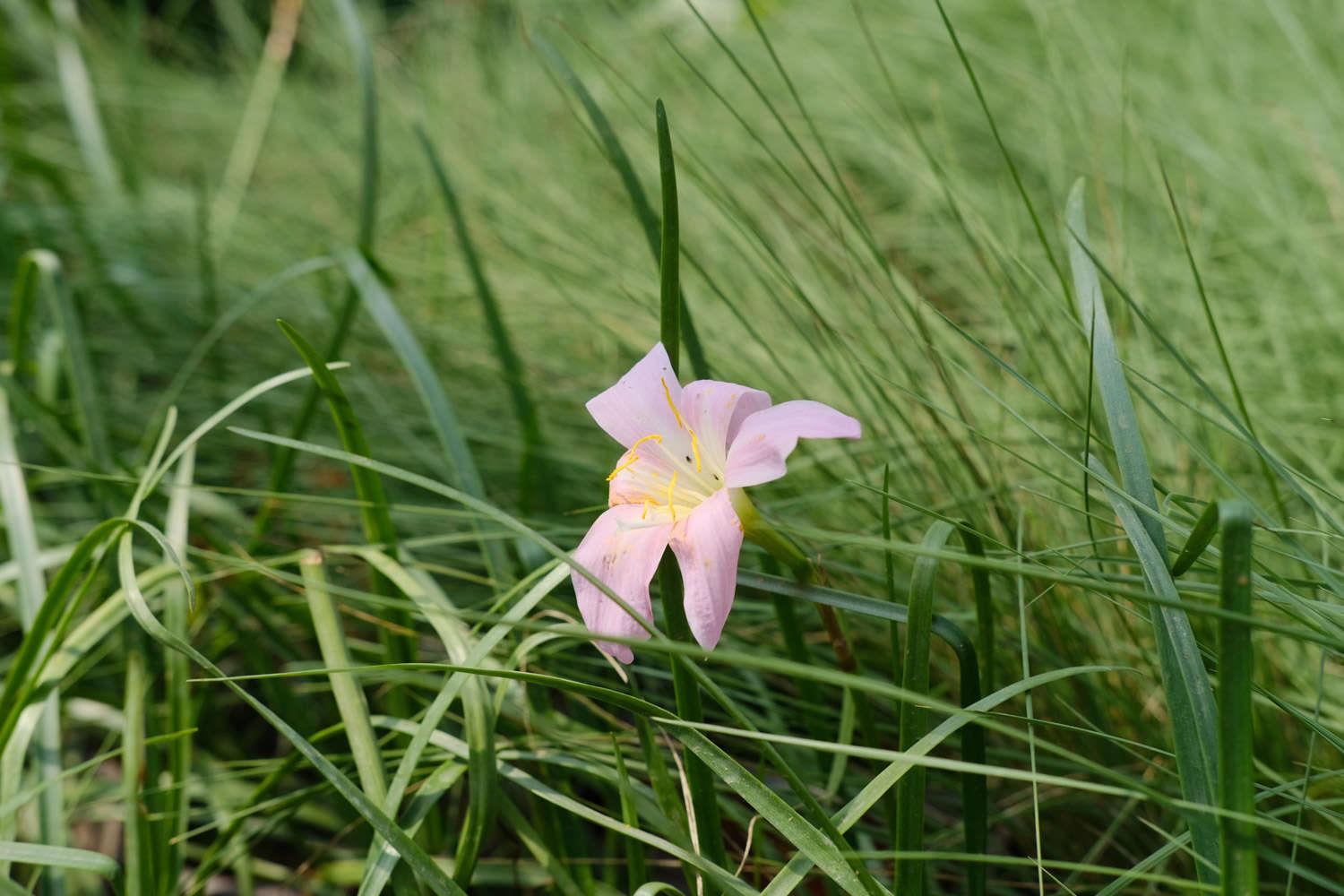 Wind and Rain Orchid