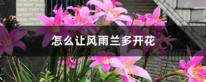 How to make Fengyu Orchid bloom more and what to do after flowering