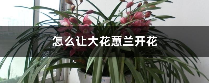 How to make Cymbidium bloom and how to care for it during the flowering period