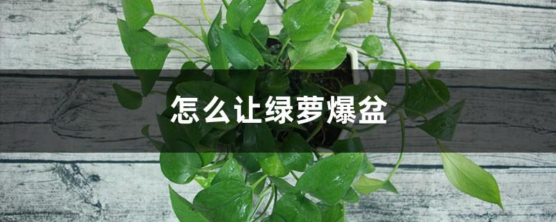 How to make green radish burst into pots and grow fast with whatever you put in it