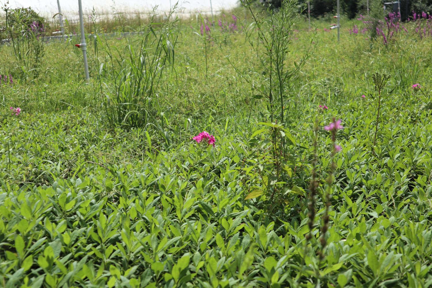 Dianthus