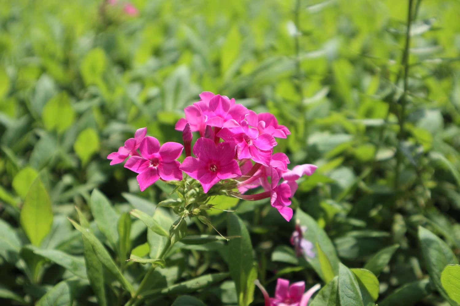 Dianthus