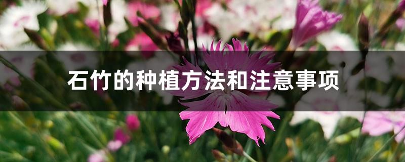 Dianthus planting methods and precautions