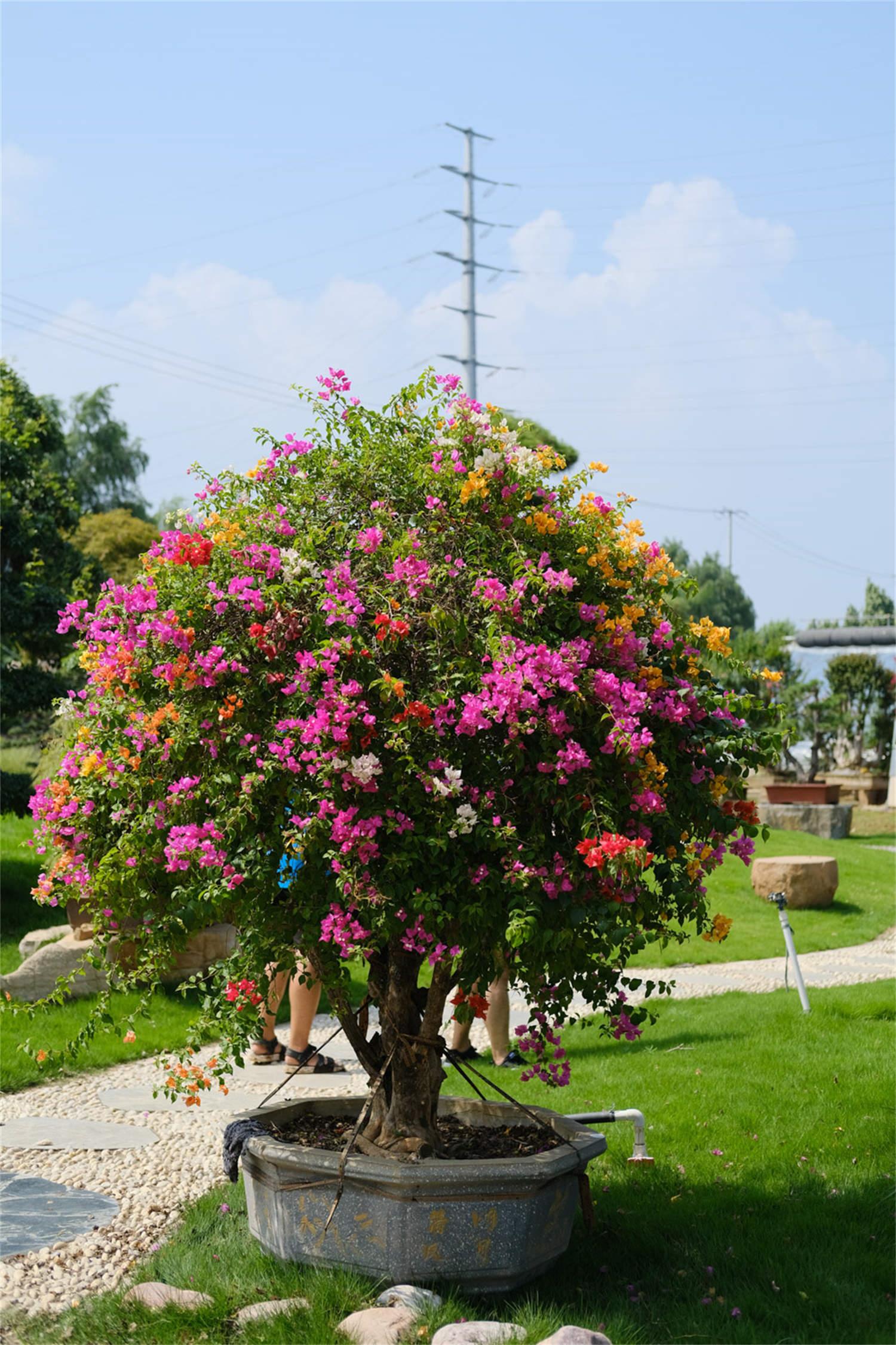 Bougainvillea