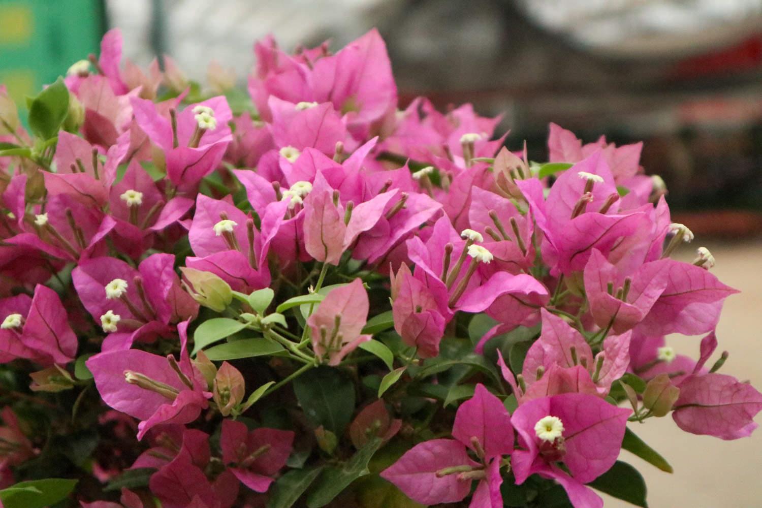 Bougainvillea