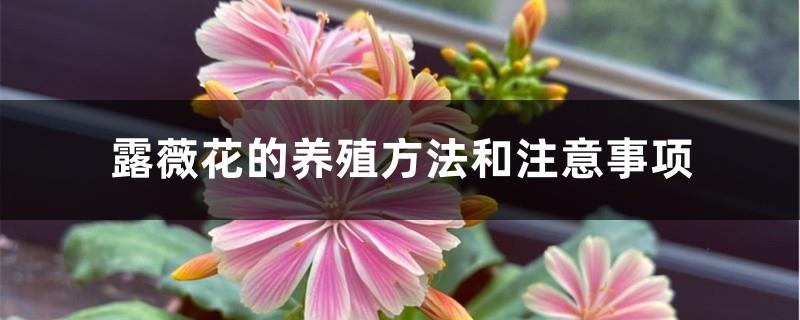 Cultivation methods and precautions for Luwei flowers