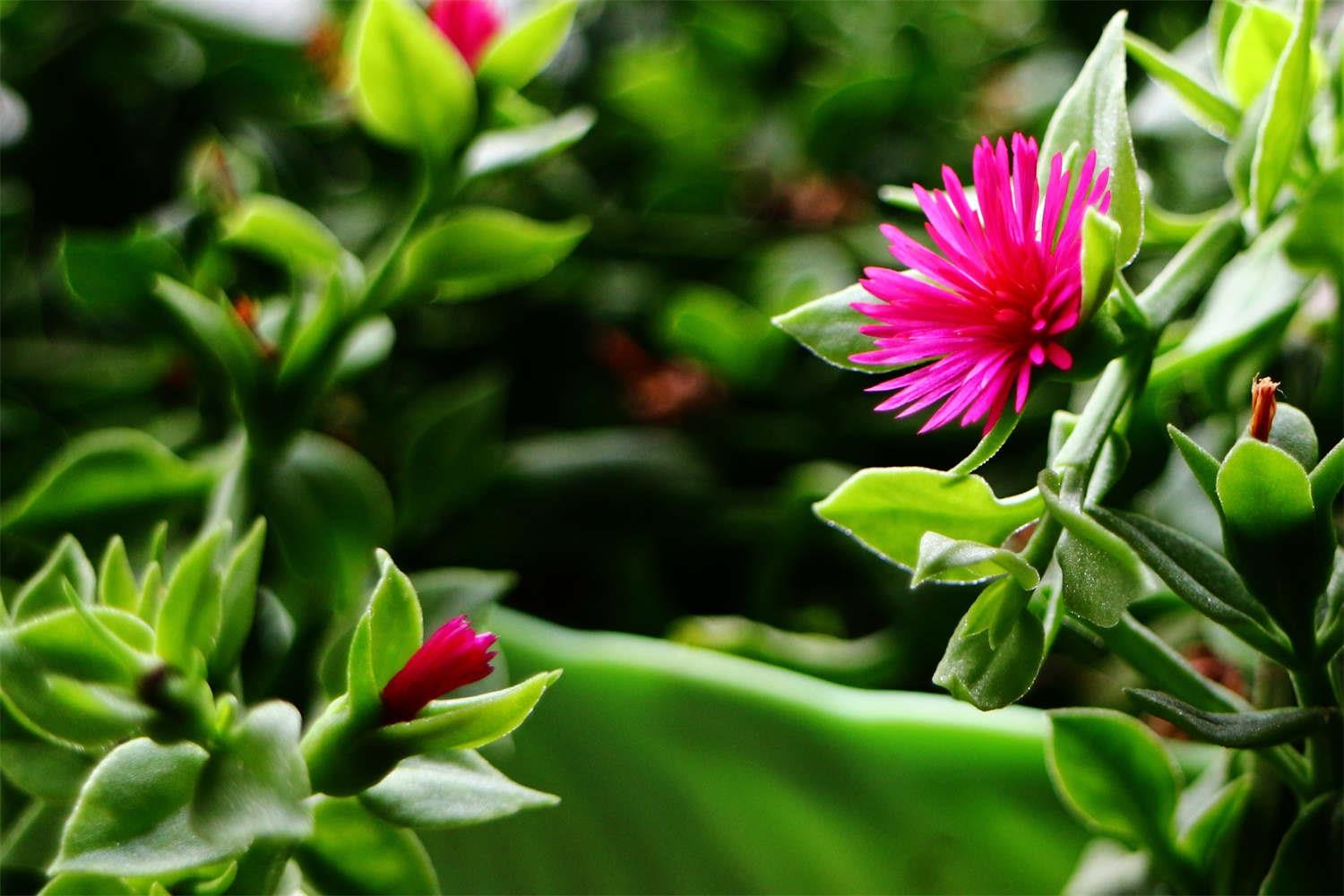 Peony Chlorophytum