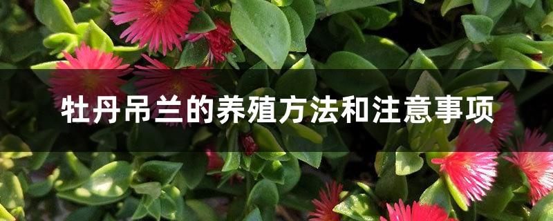 Peony Chlorophytum Cultivation Methods and Precautions