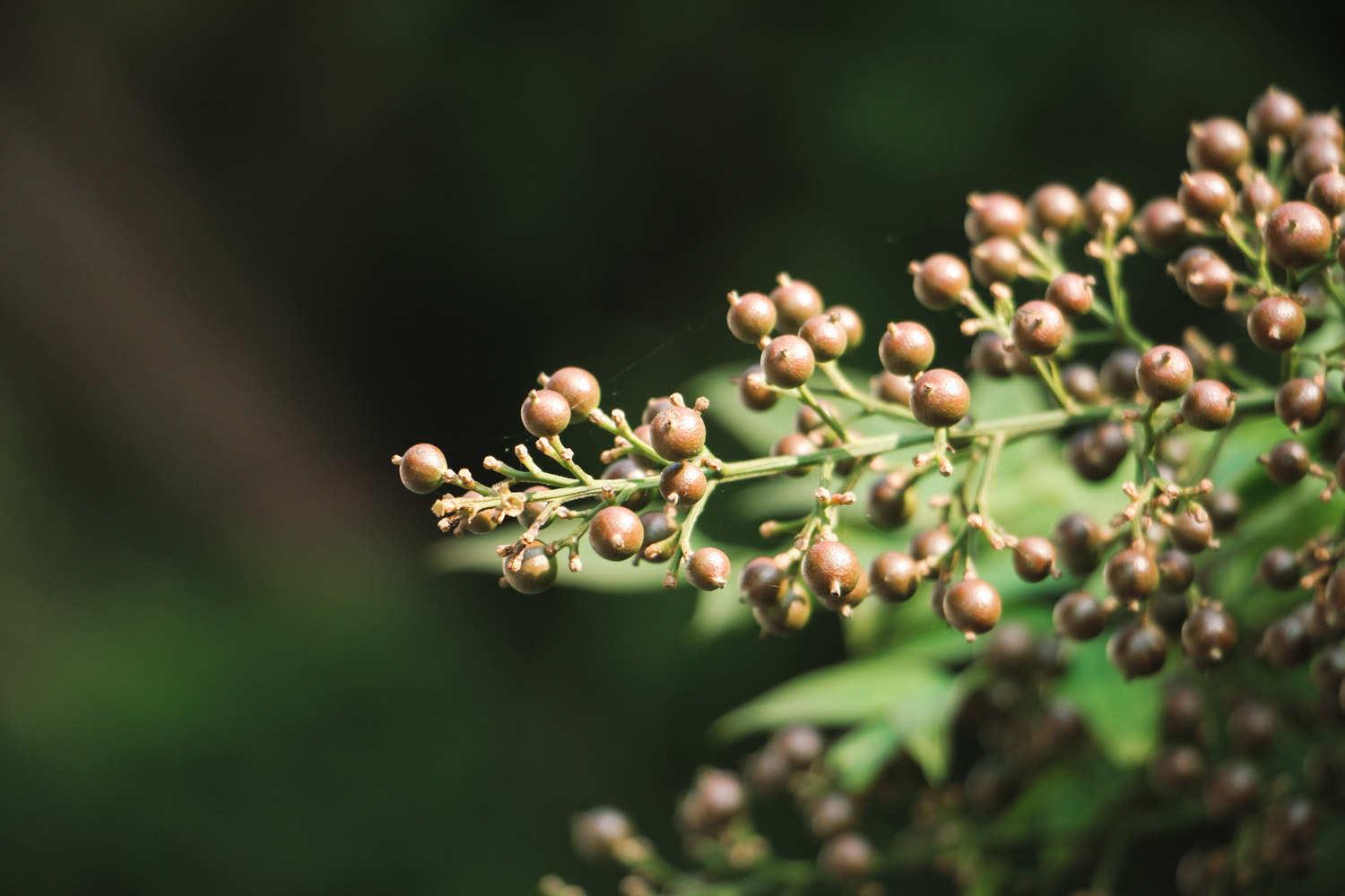 Nandina