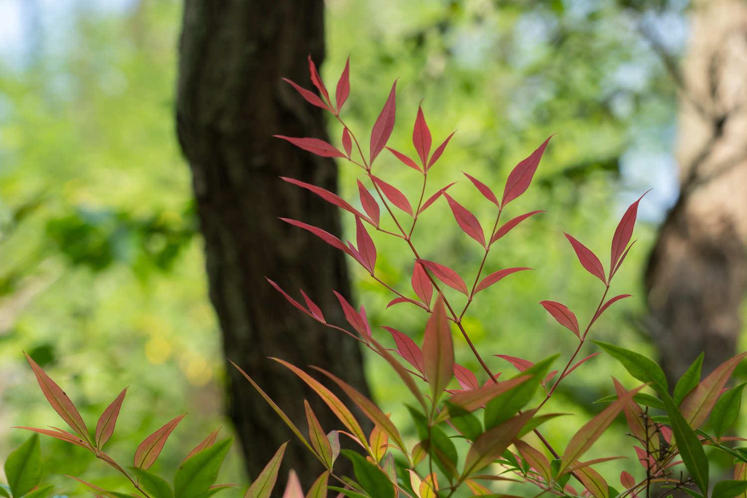 Nandina