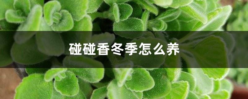 How to grow Pengpengxiang in winter, can it be cut?