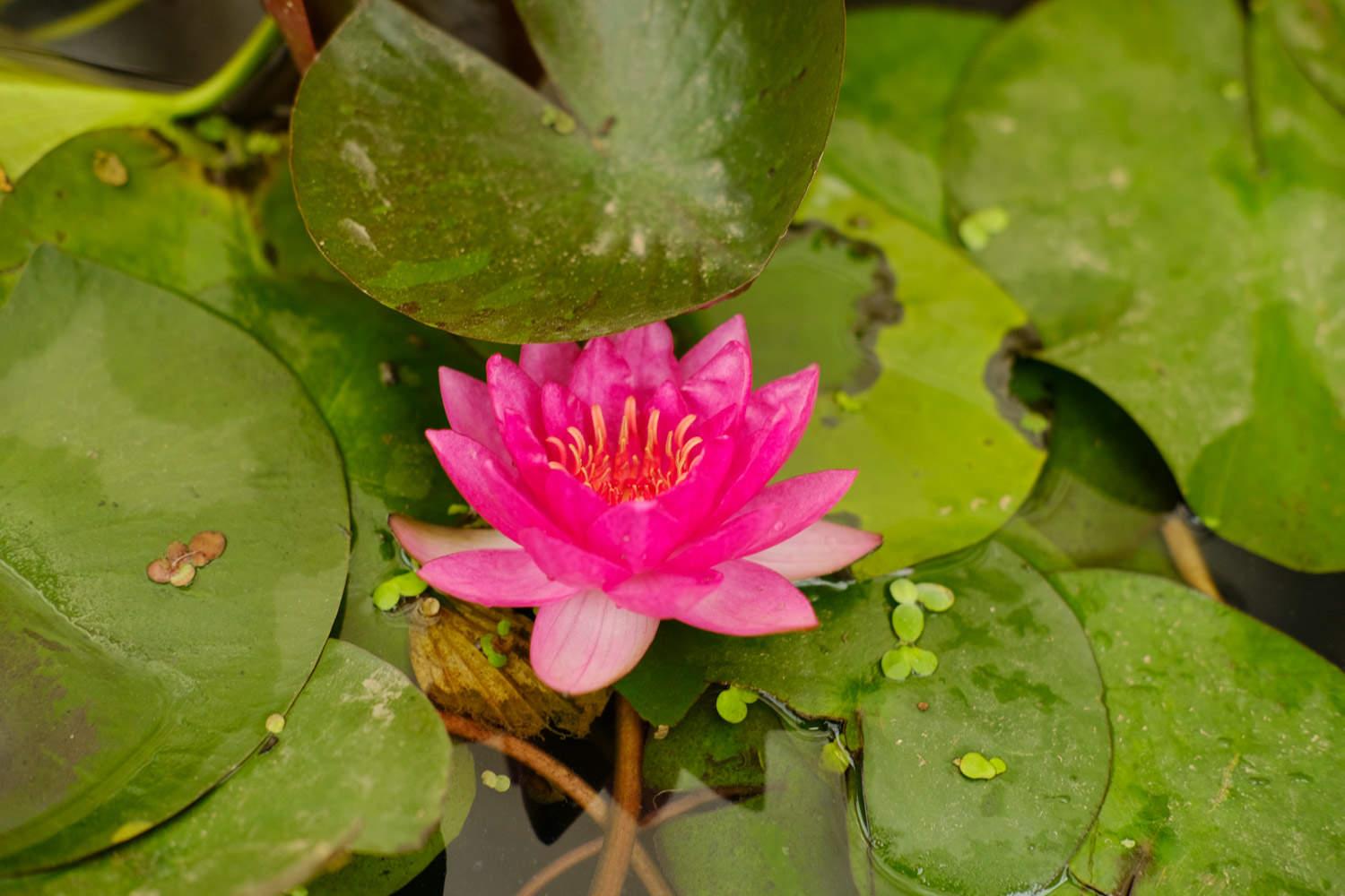 Water Lily