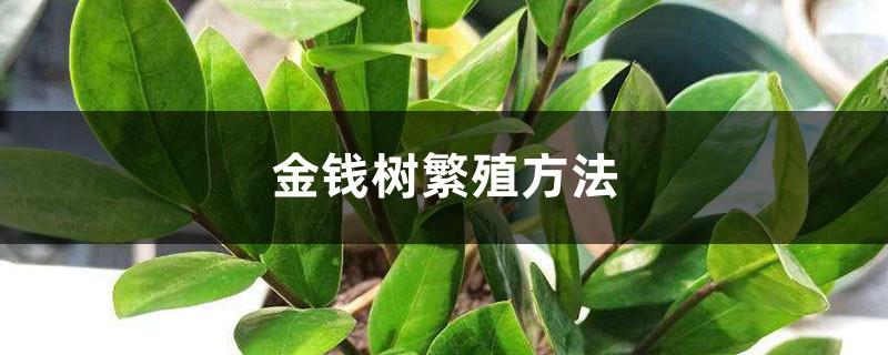 Money tree propagation method, both by division and cutting