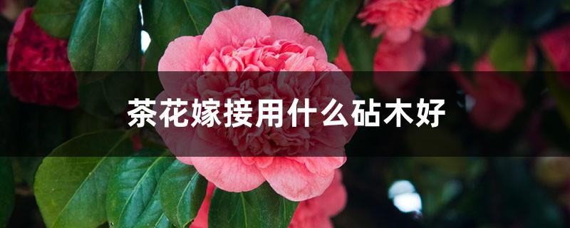 What rootstock is good for camellia grafting, camellia grafting method