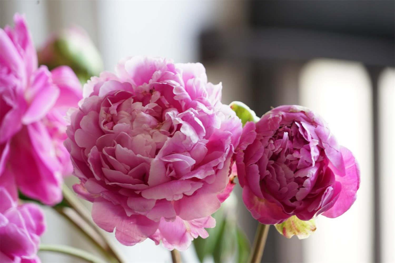 Peony