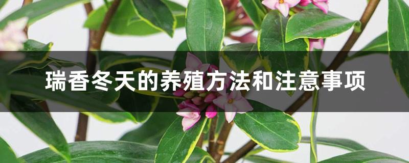 Cultivation methods and precautions for Daphne in winter