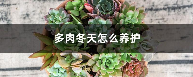 How to care for succulents in winter, can they be raised outdoors?