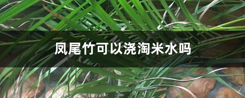 Can the Phoenix tail bamboo be poured with rice washing water? How often should it be watered?