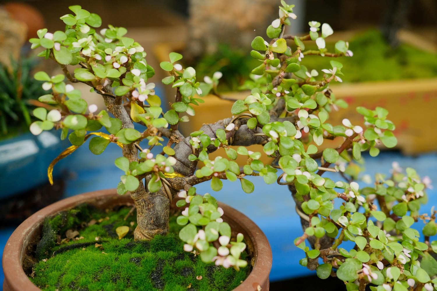 Golden Branches and Jade Leaves