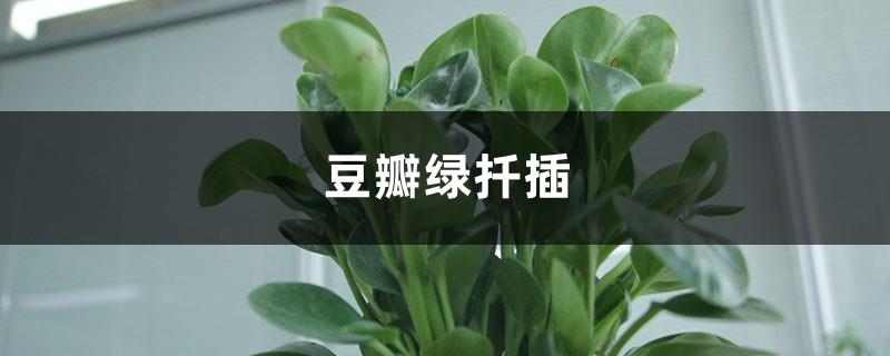 How to cut Douban Green