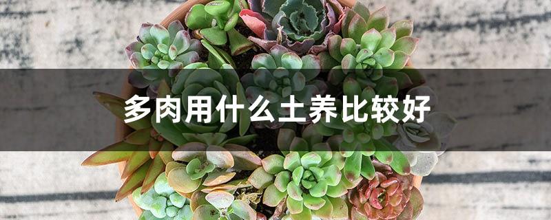 What kind of soil is better for growing succulents and how to make it yourself